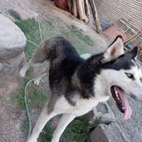 هاسگی نر و باهوش