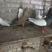 پرنده کبوتر