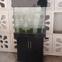 اکواریوم