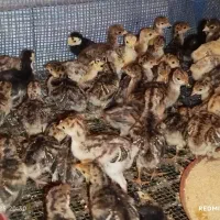 فروش جوجه غاز و اردک خارجی|حیوانات مزرعه|قائم‌شهر, |دیوار