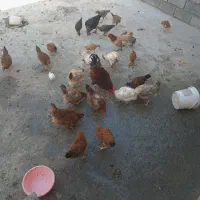 مرغ نیمچه فروشی