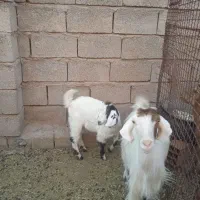 بزوکره ماده