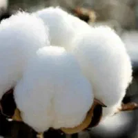 پنبه گل درجه یک