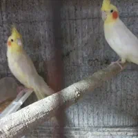 عروس هلندی سرلاکی ومولد|پرنده|بندر گناوه, |دیوار