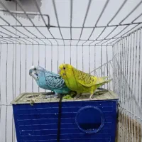 مرغ عشق|پرنده|چناران, |دیوار