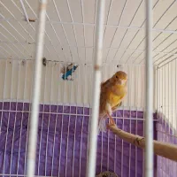 قناری|پرنده|تربت‌حیدریه, داروپخش|دیوار