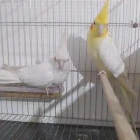 عروس جفت با قفس و لونه