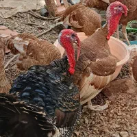 برنزوبوریون