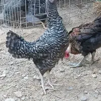 فروش ویژه جوجه محلی درجه یک