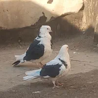 کفتر ابلغ تیک پاره|پرنده|تهران, مسعودیه|دیوار