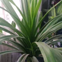 گل پاندانوس  َ