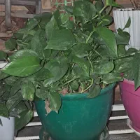 گلهای طبیعی