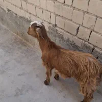 بز شیری|حیوانات مزرعه|ایرانشهر, |دیوار