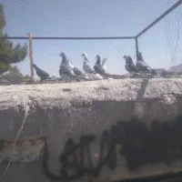 کفتر