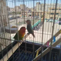یک جفت طوطی برزیلی سر حال و آماده|پرنده|بهارستان, |دیوار