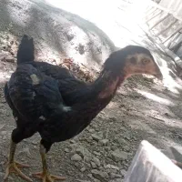 جوجه لاری