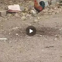 خروس|حیوانات مزرعه|کردکوی, |دیوار