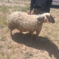 میش جوان گوشتی سرک دار