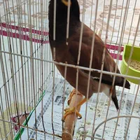 گمشده مرغ مینا سفیر جنوبی