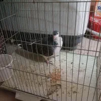 فروش کبوتر|پرنده|برخوار, |دیوار