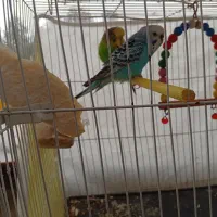 یه جفت مرغ عشق با تمام وسایل