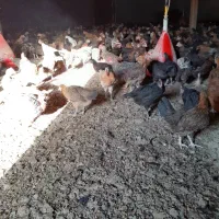 فروش جوجه مرغ بومی جهادی دوماهه