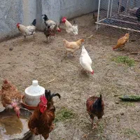 خروس محلی جوان