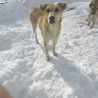 سگ گوسفندی دهن پاک