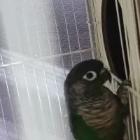 گرینچیک ماده بالغ اماده