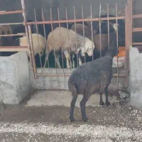 شیشک دو دندان آبستن سنگین شیرکرده