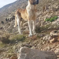 سگ خراسانی 17ماهه