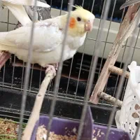 پرنده|پرنده|بیجار, |دیوار