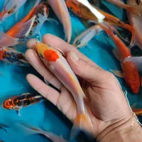 پک ۲۵ عددی ماهی کوی