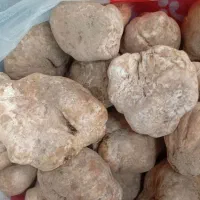 دنبل سفید کوهی صادراتی