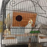 عروس هلندی مولد