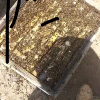زنبور عسل