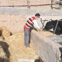 استخدام کارگر دامداری ماسال/شاندرمن