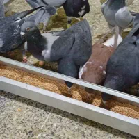 کفتر پلاکی|پرنده|فولادشهر, زاینده رود|دیوار