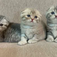 اسکاتیش بلو گلد|گربه|مشهد, هفت تیر (نه دره)|دیوار