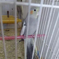 دو عدد عروس هلندی سیامون دستی