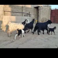 معاوضه با زمین