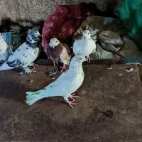 کبوتر