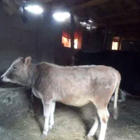 گاو.. گوساله ماده جرسی|حیوانات مزرعه|املش, |دیوار