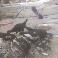 جوجه گلین