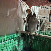 عروس هلندی و طوطی ملنگو|پرنده|گنبد کاووس, |دیوار