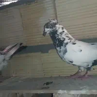 یک جفت دمی چینی