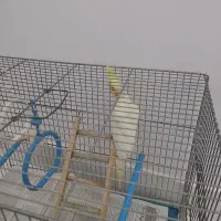 عروس هلندی|پرنده|رشت, سیا اسطلخ|دیوار