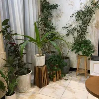 گل طبیعی کاملا سالم و سرحال