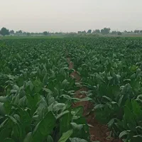 سبزی خورشتی تازه تمیز|خوردنی و آشامیدنی|شوش, |دیوار