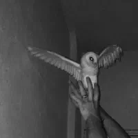 گمشده|حیوانات|کرج, اصفهانی‌ها|دیوار